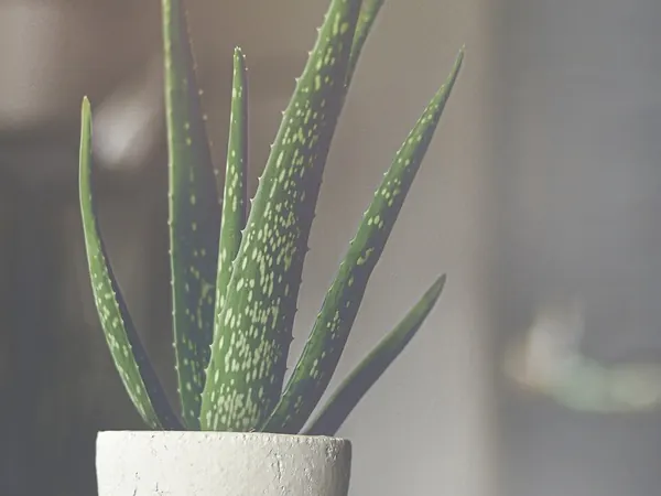 Aloe vera plant with thick spiky leaves in a white pot