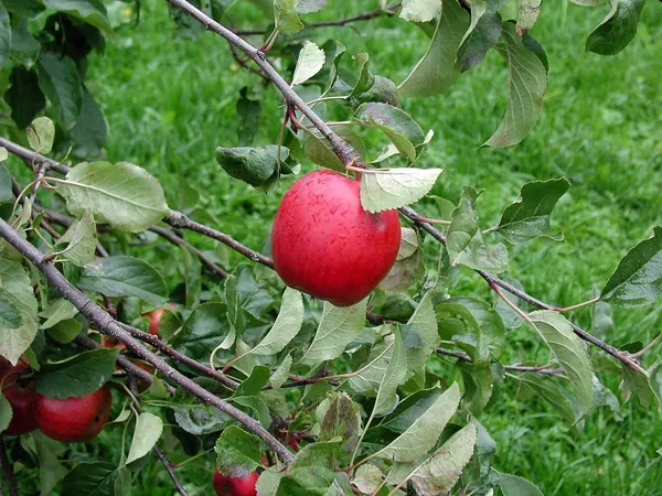 Red apple growing on an apple tree branch