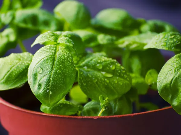 Young sweet basil plant with glossy green leaves in a red pot