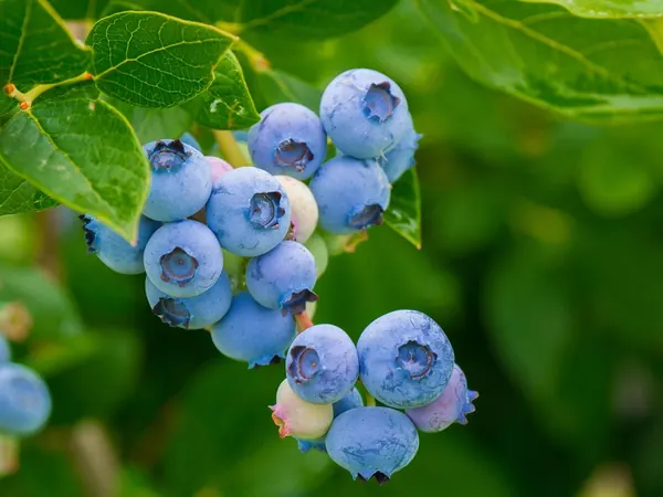 Cluster of ripe blueberries on a blueberry bush