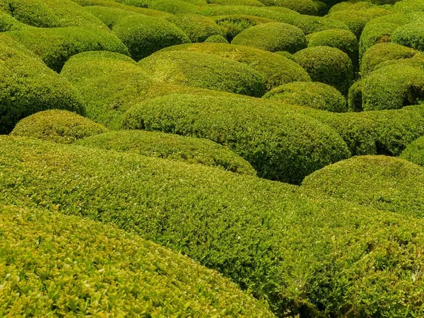 Clipped boxwood shrubs shaped into rounded mounds