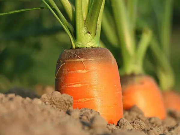 Carrot growing in the soil with its orange top showing