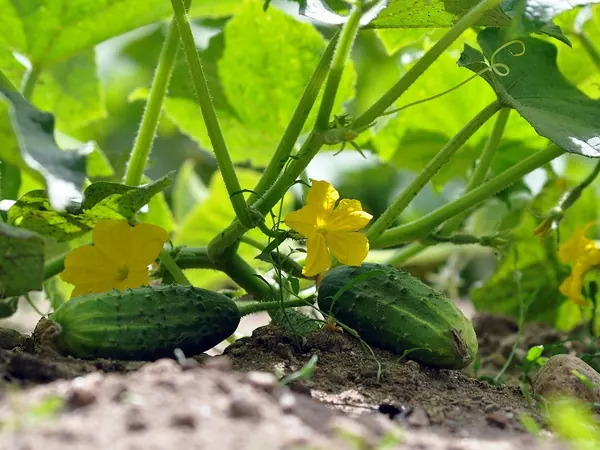 Cucumber vines with yellow flowers and young cucumbers on the soil
