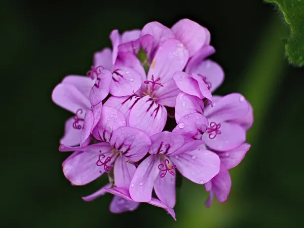 Zonal geranium with a rounded cluster of purple-pink flowers