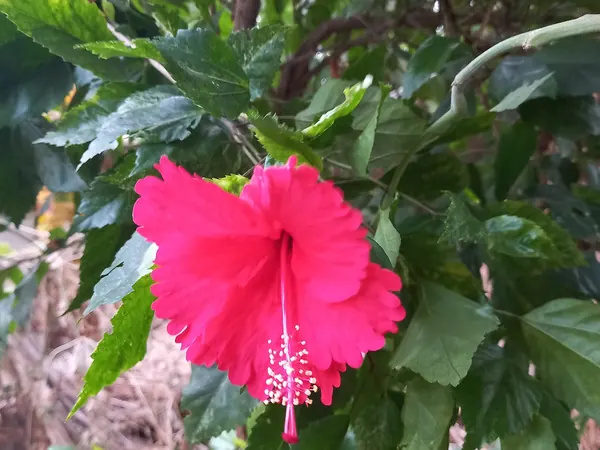 Red tropical hibiscus flower on a leafy shrub
