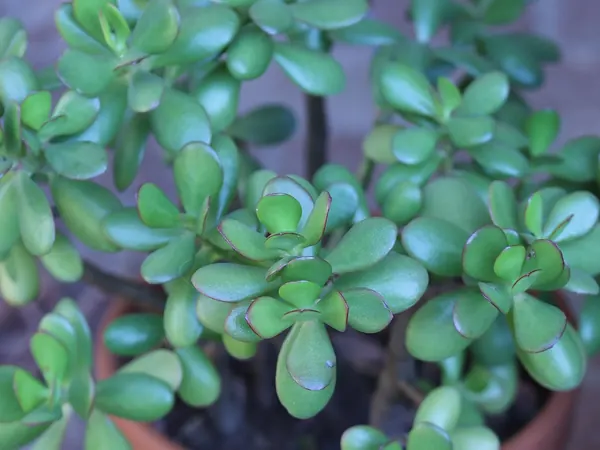 Jade plant with thick, rounded, glossy green leaves