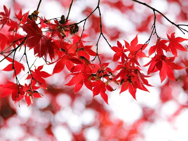 Japanese maple branches with red, finely lobed leaves