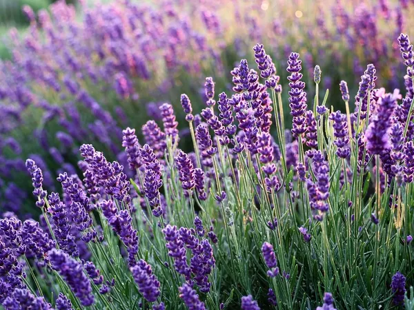 English lavender plants in bloom with purple flower spikes