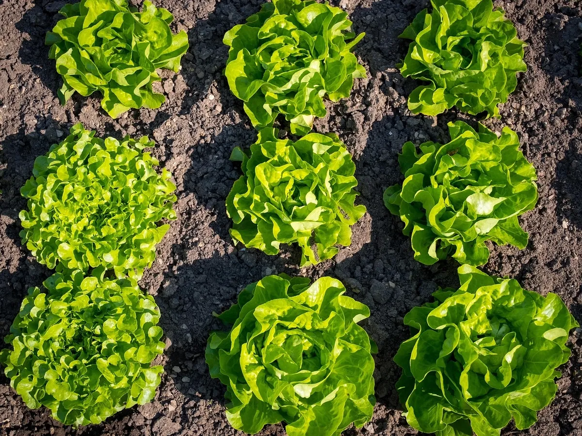 Rows of green lettuce heads growing in garden soil