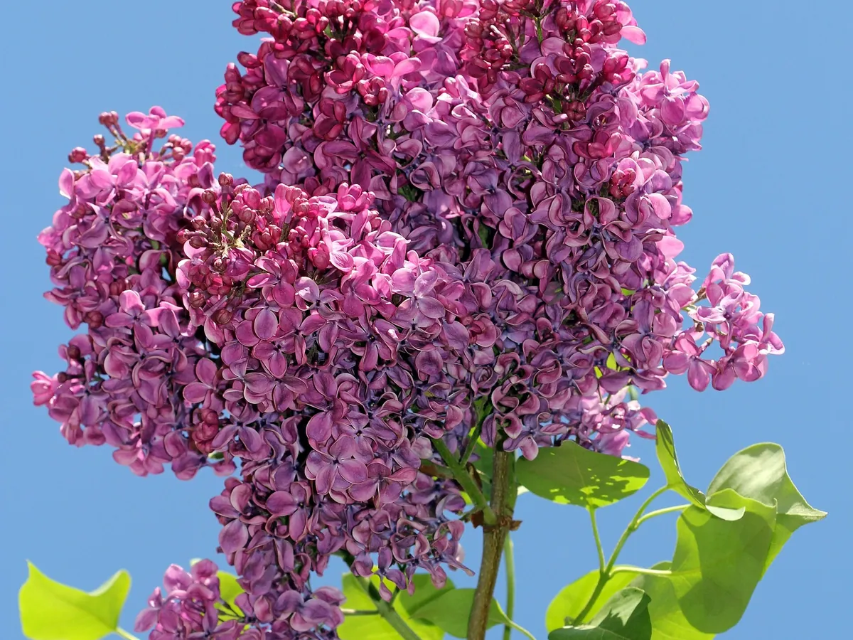 Purple lilac flower clusters against a blue sky