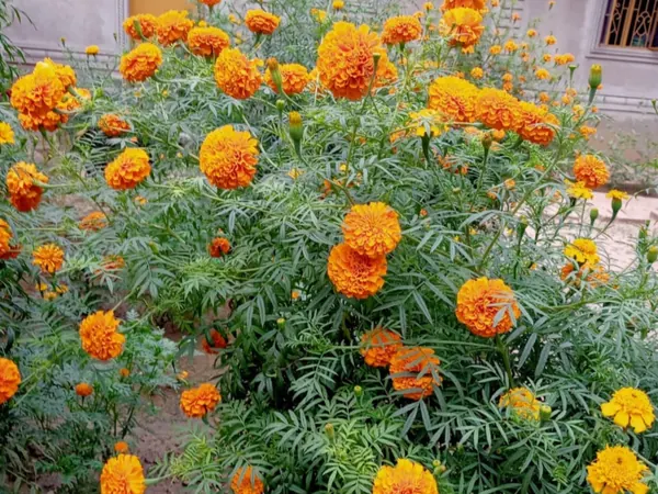 Marigold plants covered in orange and yellow pompom flowers