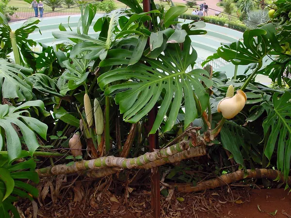 Monstera deliciosa with large split leaves growing outdoors