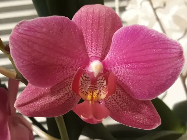 Pink moth orchid (Phalaenopsis) flowers