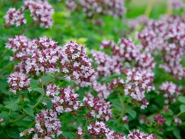 Oregano plant in bloom with clusters of small pink flowers