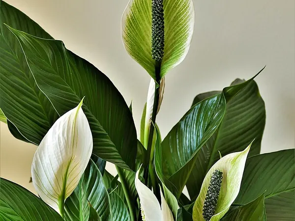Peace lily with white flowers rising above glossy dark green leaves
