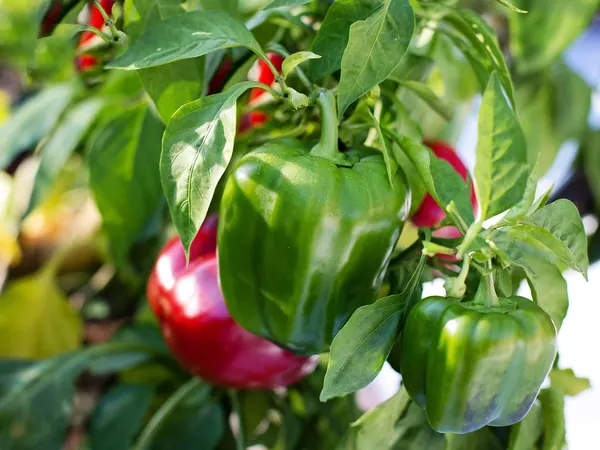 Pepper plant with green and red bell peppers growing on it