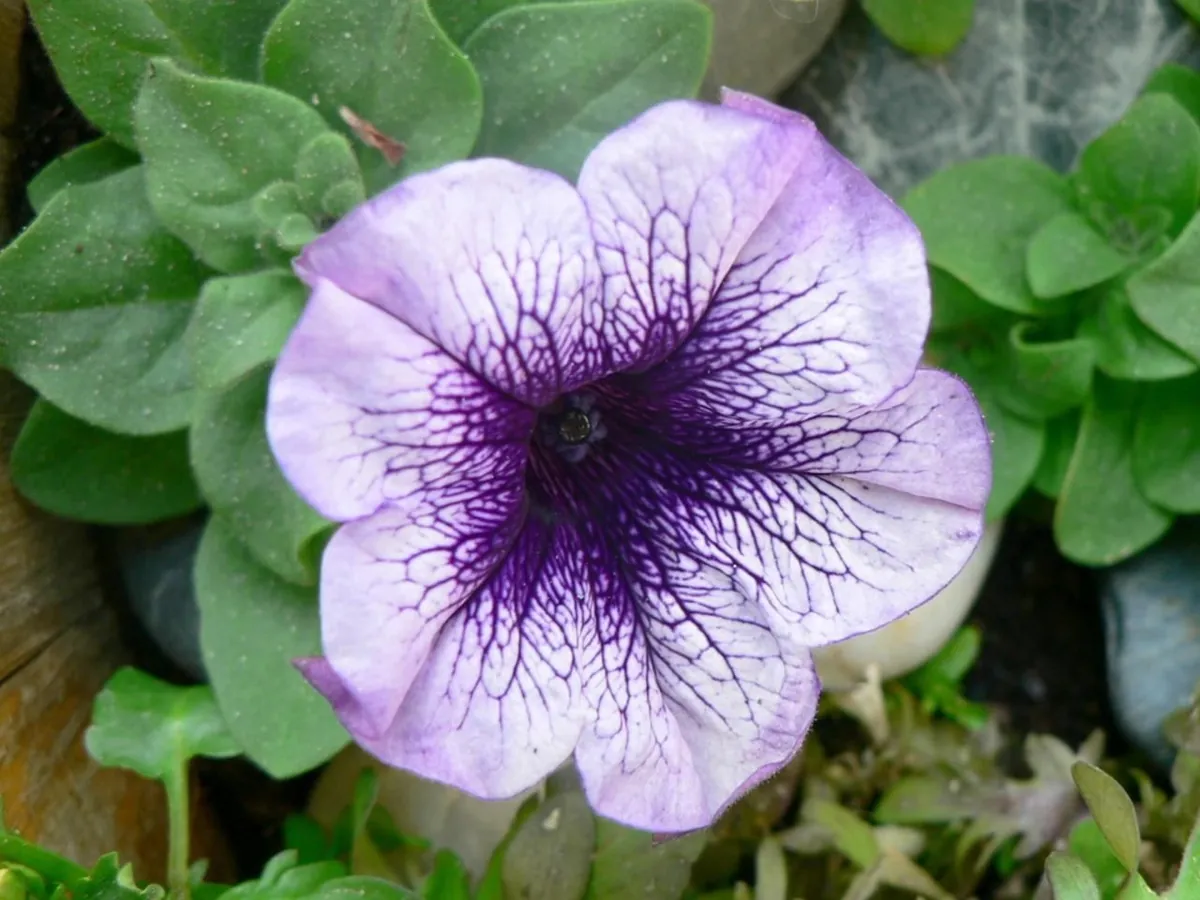 Lavender petunia flower with dark purple veins