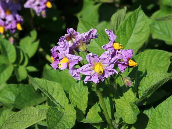 Potato plant in flower with purple blooms and green leaves