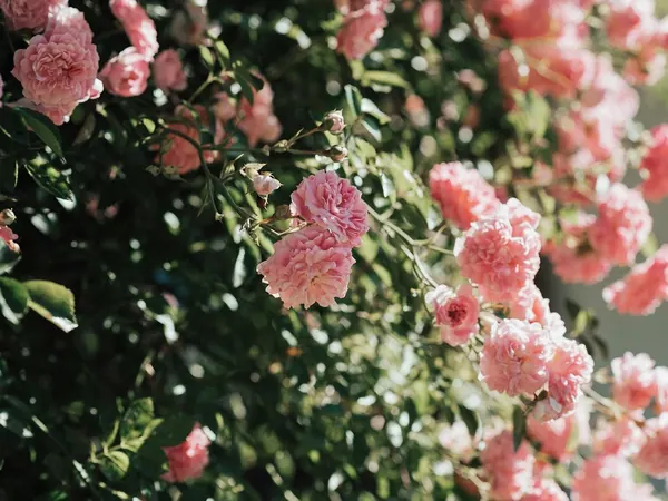 Shrub rose covered in clusters of pink flowers