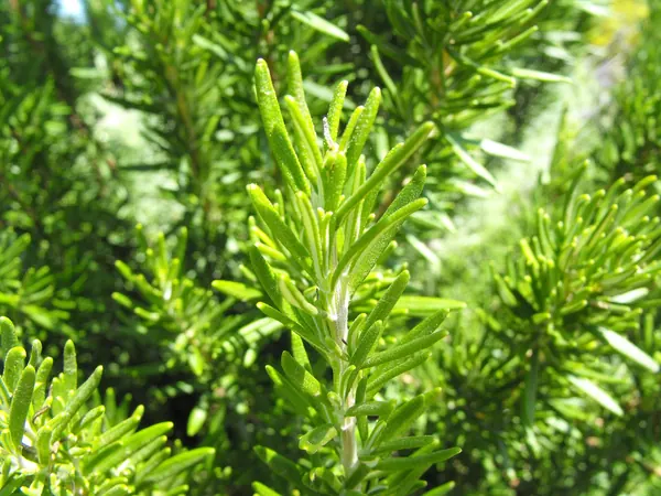 Rosemary plant with needle-like green leaves