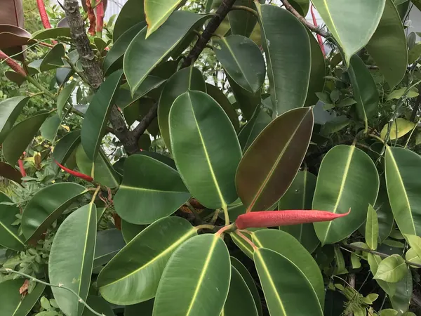 Rubber plant with large glossy leaves and a red new-leaf sheath