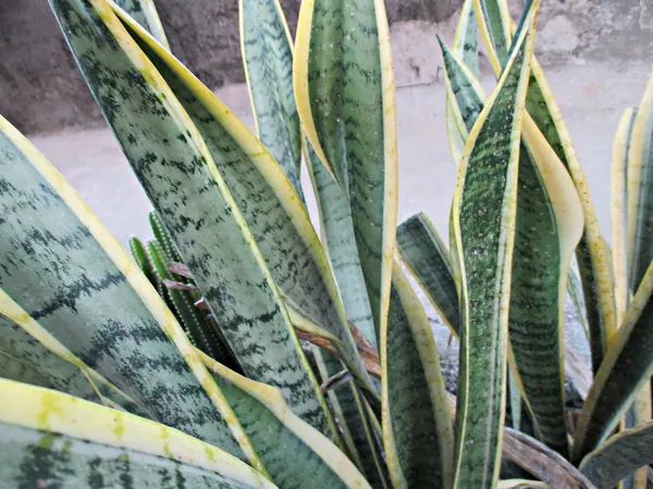 Snake plant leaves, upright and banded green with yellow edges