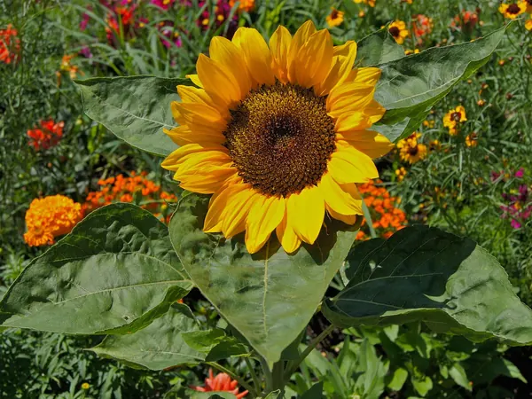 Sunflower in full bloom with yellow petals above large green leaves