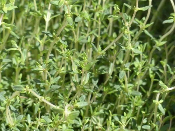 Common thyme plants with small gray-green leaves