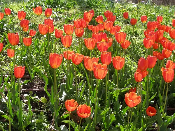 Bed of red tulips in bloom in spring