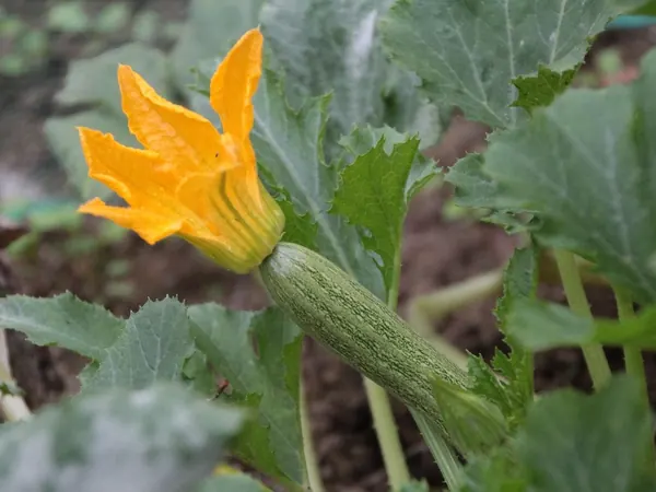 Zucchini plant with a young fruit and an orange flower